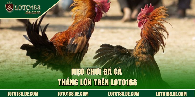 Đá Gà | Kịch Tính Và Hấp Dẫn Đến Từng Giây Phút Cuối Cùng 3 Mẹo chơi đá gà thắng lớn trên LOTO188